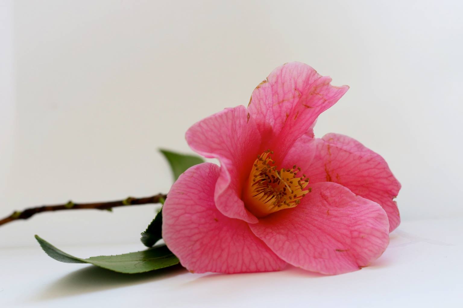 Kew Gardens | Flowers | Workshop